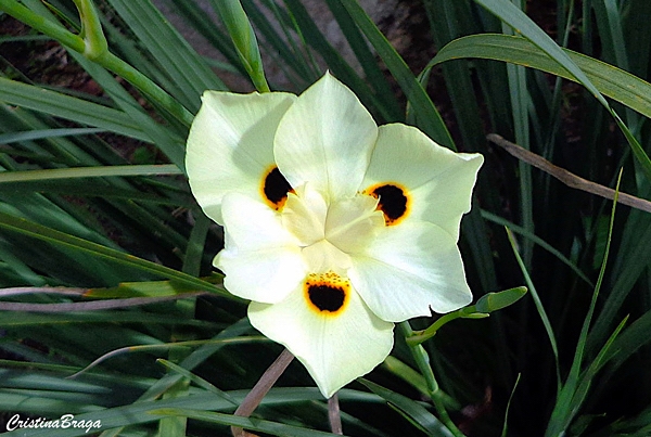 Moréia - Dietes bicolor