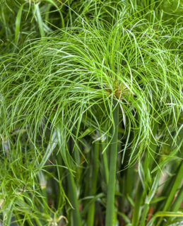 Papiro do Egito - Cyperus papyrus - Flores e Folhagens