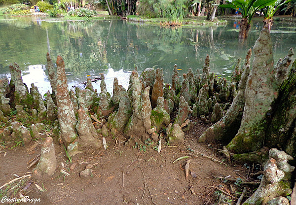 Pinheiro do Brejo - Taxodium distichum