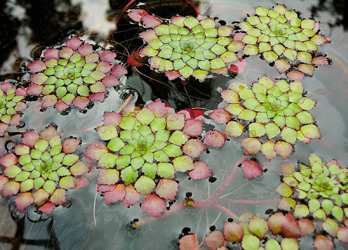Planta mosaico - Ludwigia sedoides