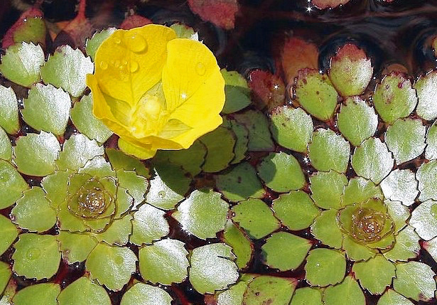Planta mosaico - Ludwigia sedoides com flor