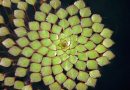 Planta mosaico – Ludwigia sedoides