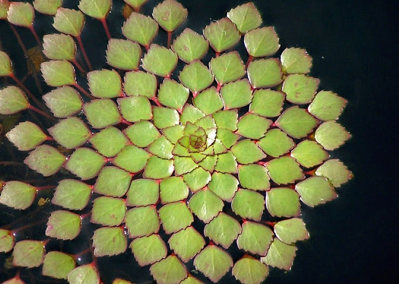 Planta mosaico - Ludwigia sedoides