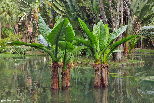 Tifonodoro - Typhonodorum lindleyanum