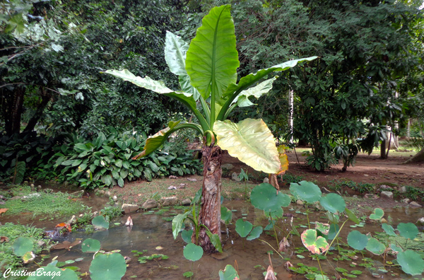 Tifonodoro - Typhonodorum lindleyanum