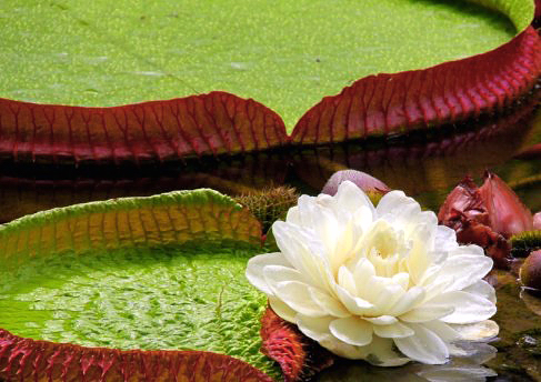 Vitória Régia - Vitória Amazônica - Flores e Folhagens
