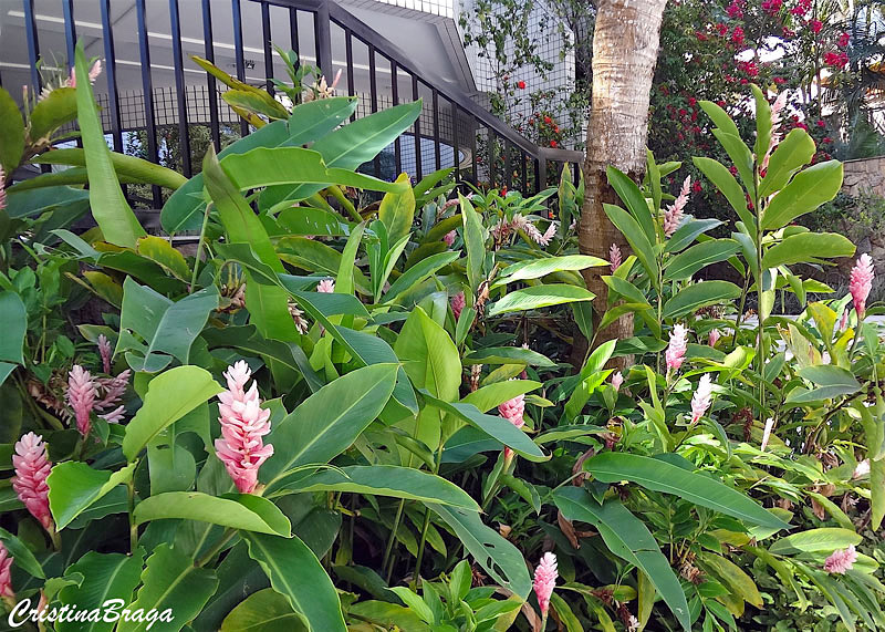 Alpinia - Alpinia purpurata