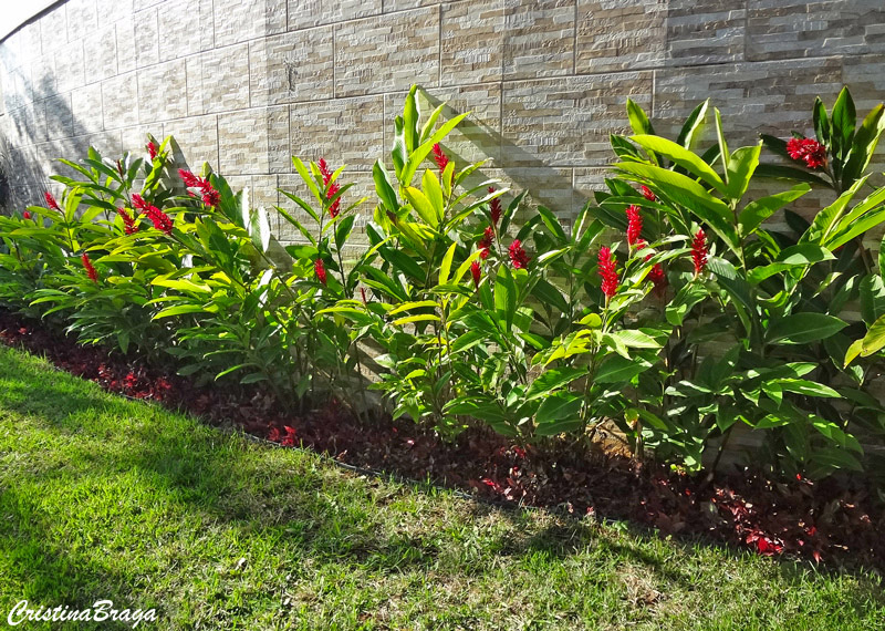 Alpinia - Alpinia purpurata