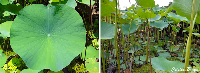 Flor de Lótus - Nelumbo nucifera