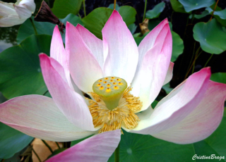 Nelumbo nucifera, el Loto de la India, la Rosa del Nilo