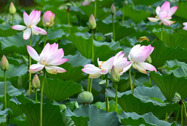 Flor de Lótus - Nelumbo nucifera