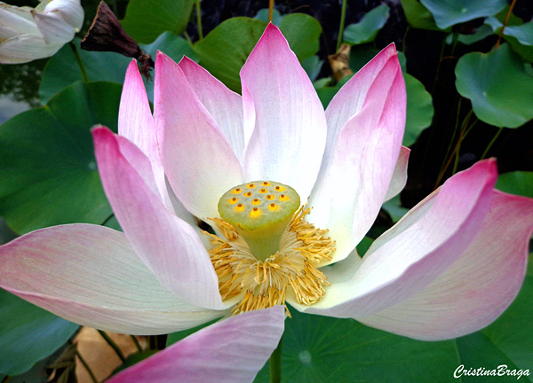 Flor de Lótus - Nelumbo nucifera