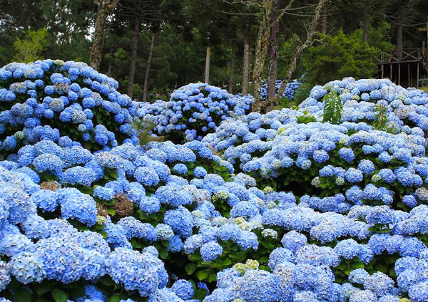 Hortênsia - Hydrangea macrophylla