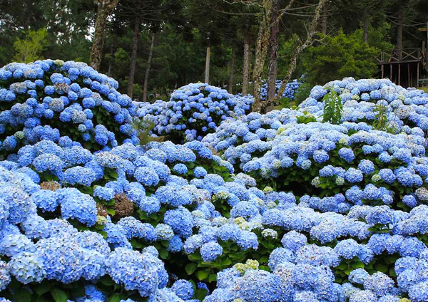 Hortênsia - Hydrangea macrophylla