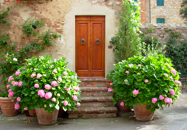 Hortênsia - Hydrangea macrophylla