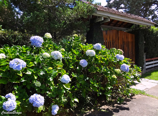 Hortênsia - Hydrangea macrophylla