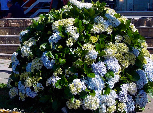 Hortênsia - Hydrangea macrophylla - Flores e Folhagens