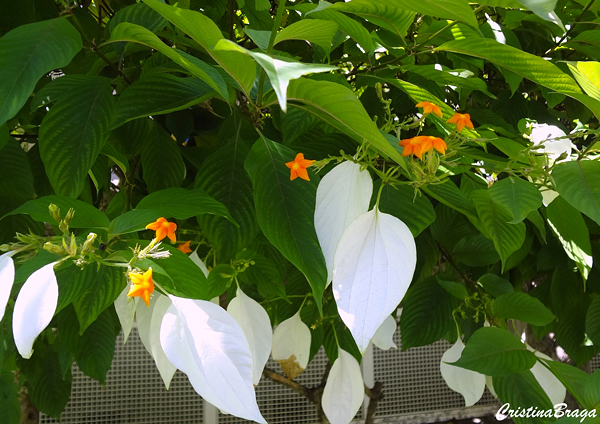 Mussaenda frondosa