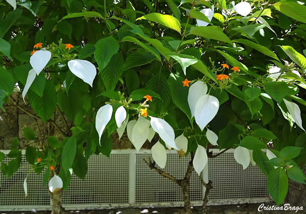 Mussaenda frondosa