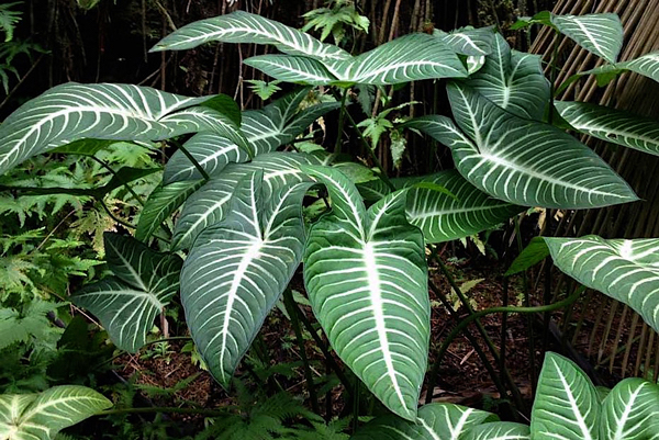 Yantia - Caladium lindenii