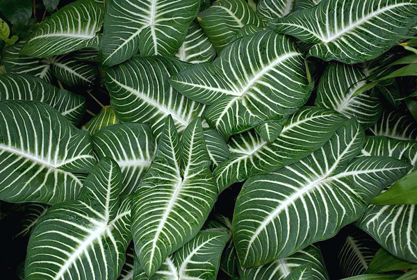 Yantia - Caladium lindenii