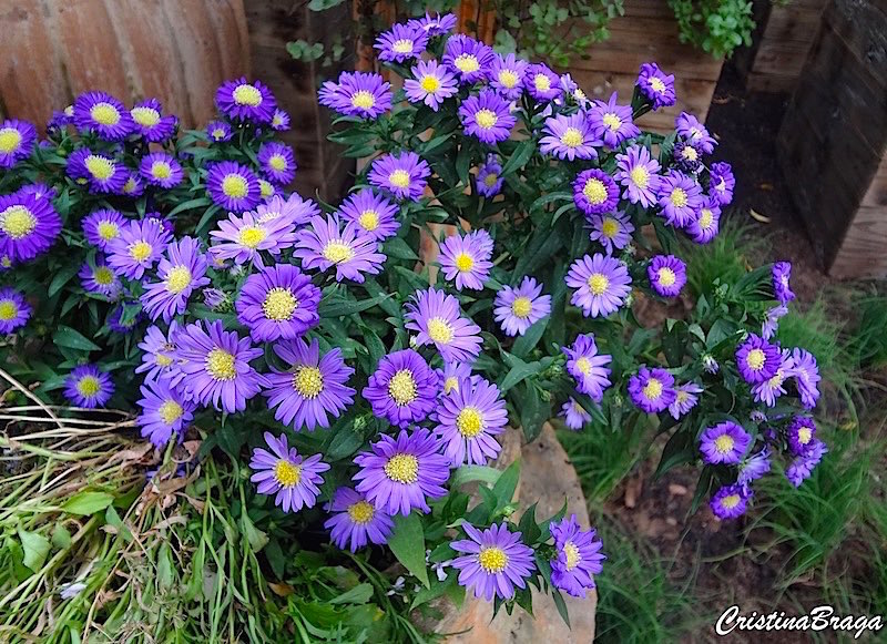 Aster Kickin Lavender