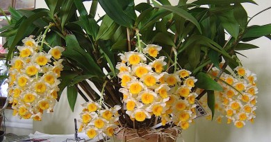 Orquídea Dendrobium