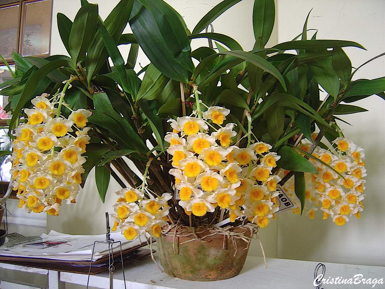 Orquídea Dendrobium - Flores e Folhagens