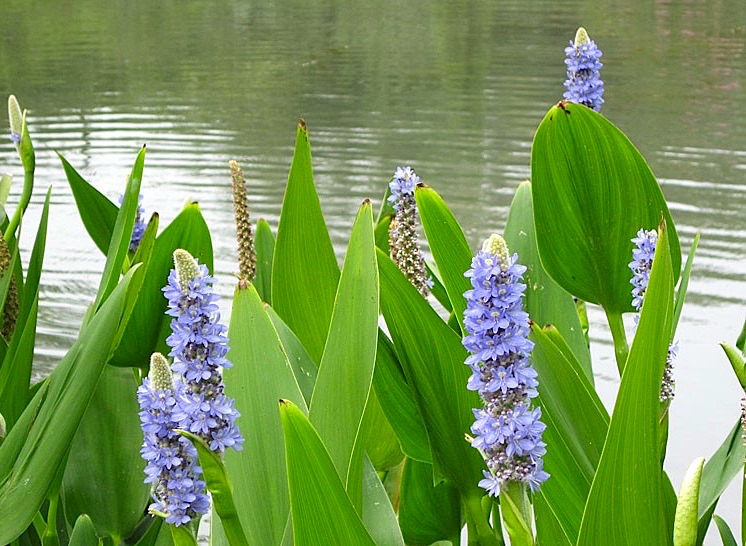 Pontederia - Pontederia cordata