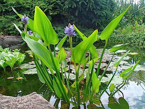 Pontederia - Pontederia cordata