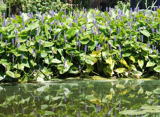 Pontederia - Pontederia cordata