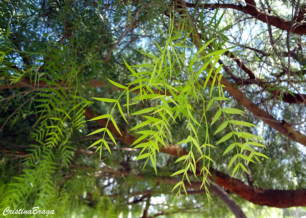 Aroeira salsa - Schinus molle