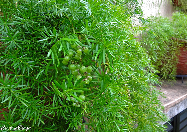 Aspargo pendente - Asparagus densiflorus "Sprengeri"
