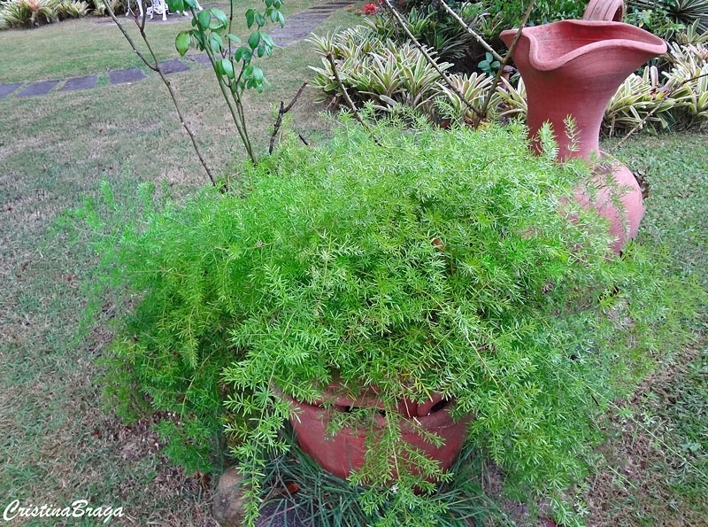 Aspargo pendente - Asparagus densiflorus "Sprengeri"