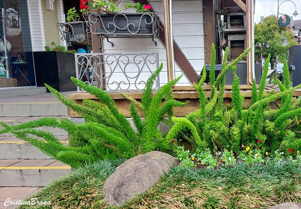 Aspargo pluma - Asparagus densiflorus