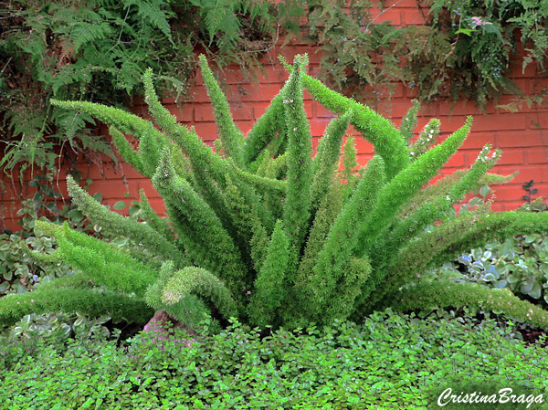 Aspargo pluma - Asparagus densiflorus