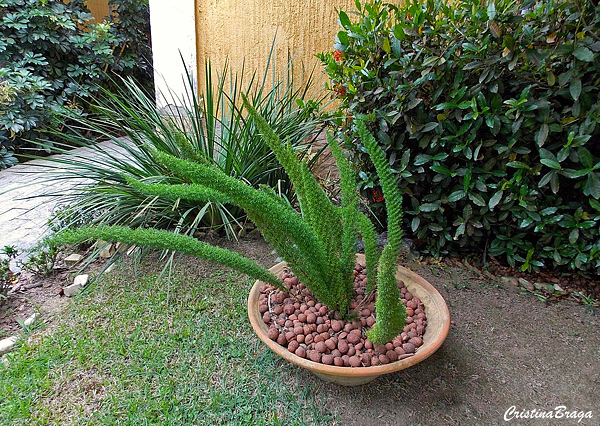 Aspargo pluma - Asparagus densiflorus