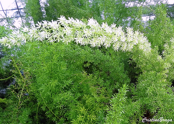 Aspargo pluma - Asparagus densiflorus
