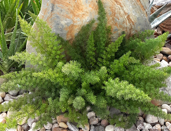 Aspargo pluma - Asparagus densiflorus