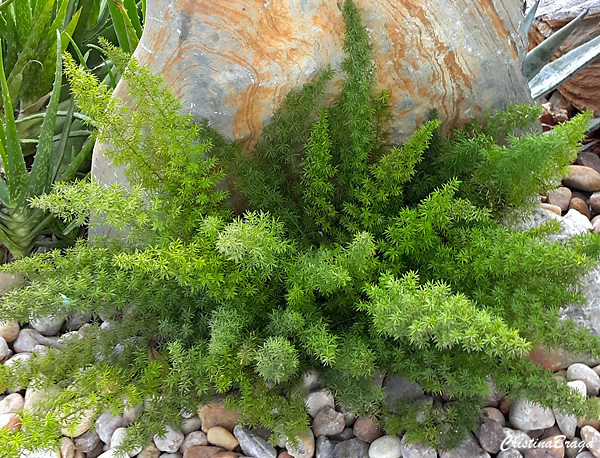 Aspargo pluma - Asparagus densiflorus