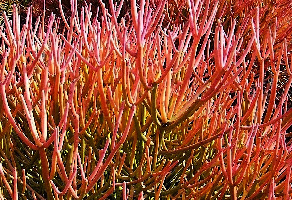 Avelós - Euphorbia tirucalli