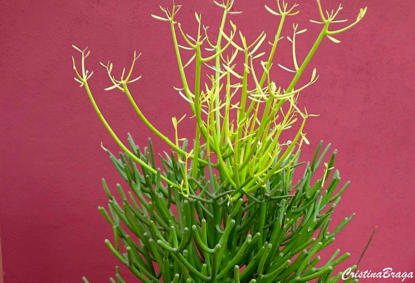 Avelós - Euphorbia tirucalli