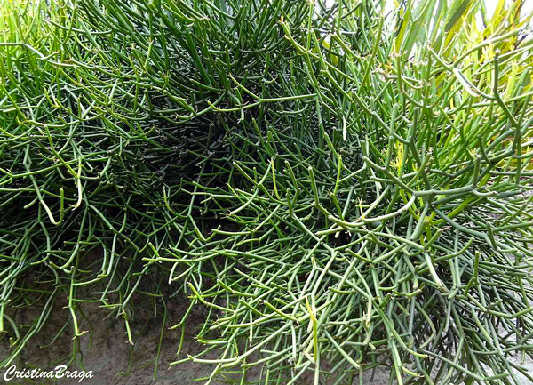 Avelós - Euphorbia tirucalli
