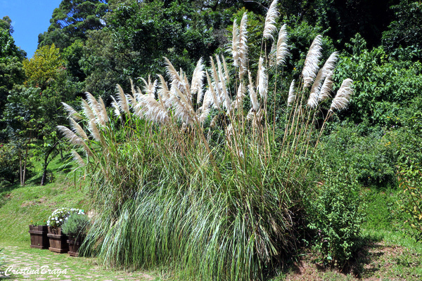 Capim dos Pampas - Cortaderia selloana