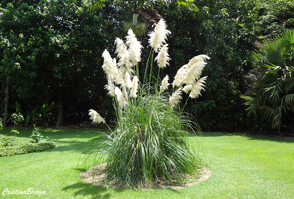 Capim dos Pampas - Cortaderia selloana