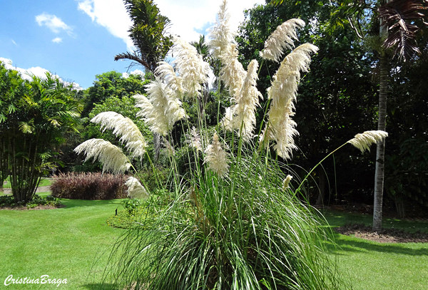 Capim dos Pampas - Cortaderia selloana - Flores e Folhagens