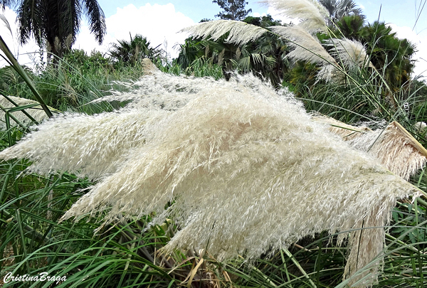 Capim dos Pampas - Cortaderia selloana