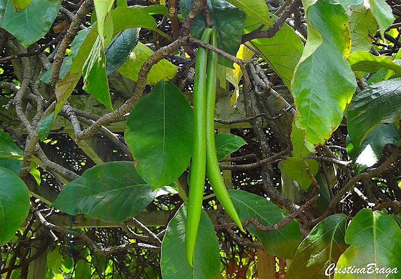 Cipó de leite - Chonemorpha fragrans