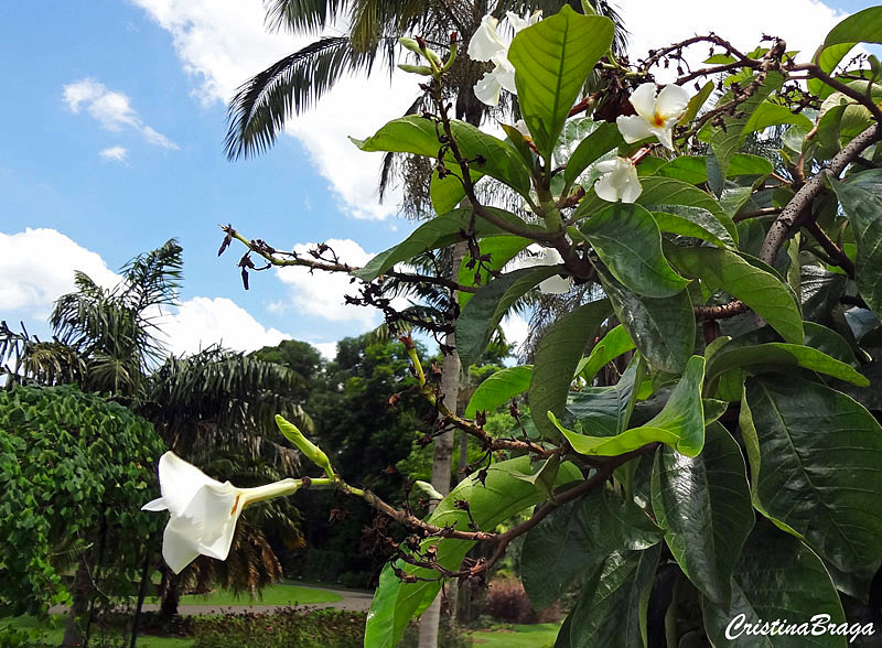 Cipó de leite - Chonemorpha fragrans