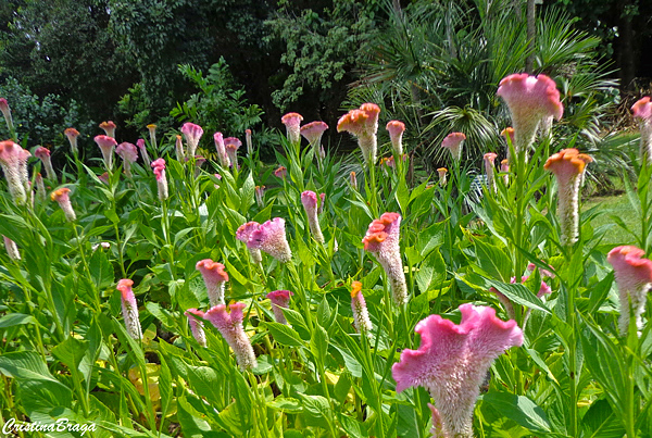 Crista de galo - Celosia cristata